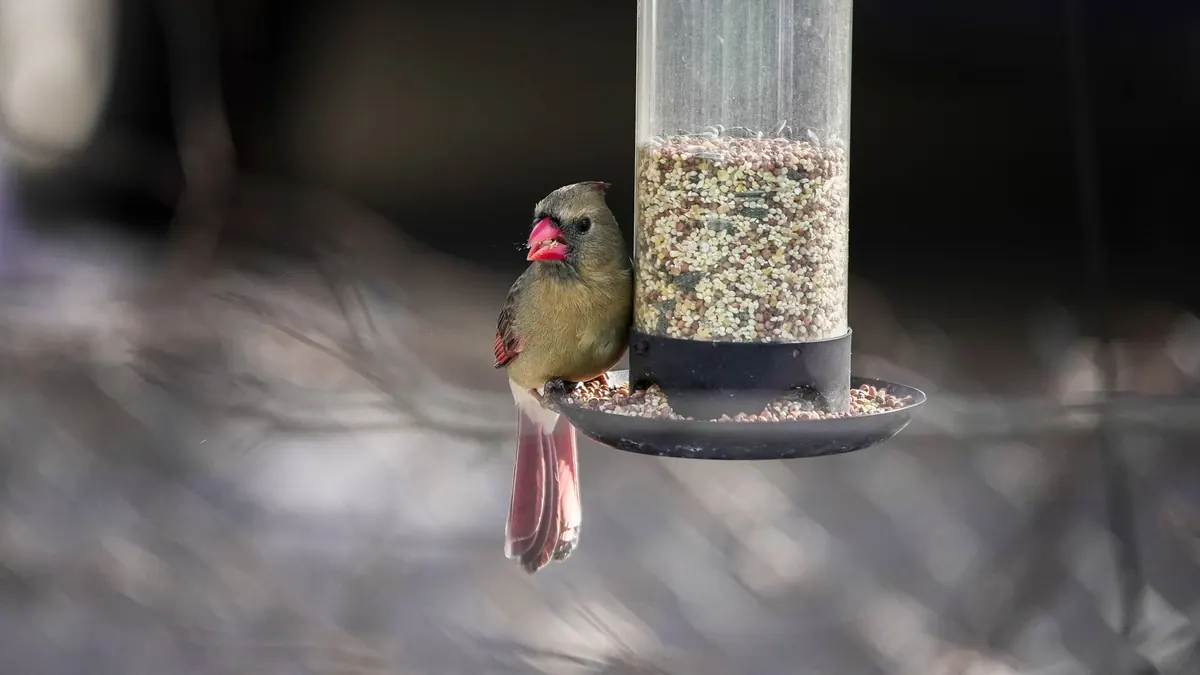 Beginner Wildlife Photography: How to Get Sharp Photos of Common Backyard Birds