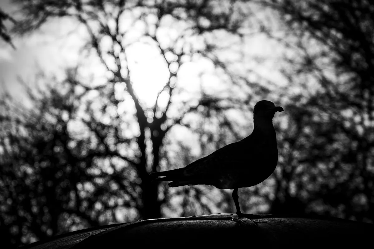 How to Photograph Backlit Birds at Golden Hour Without Blowing Highlights