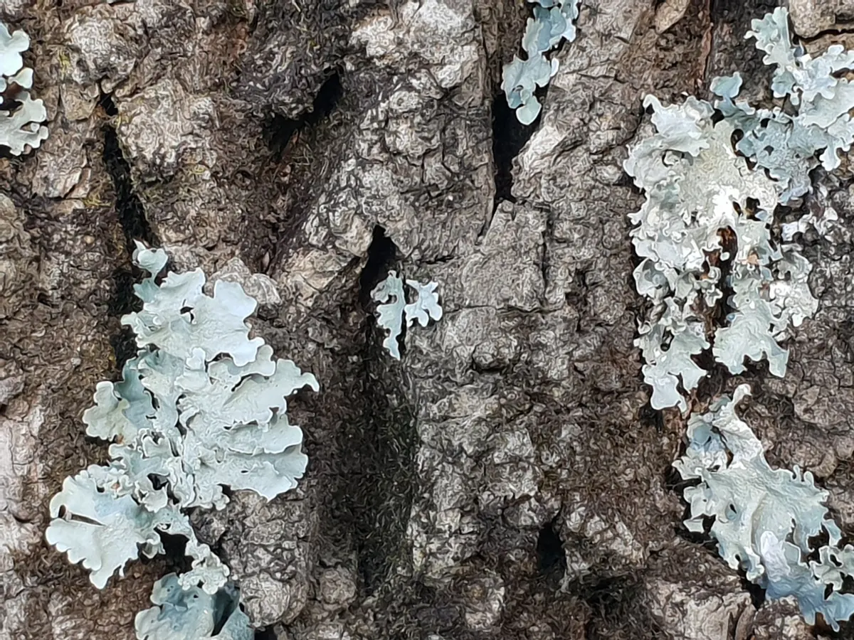 How to Photograph Tree Bark and Lichens for Abstract Nature Textures