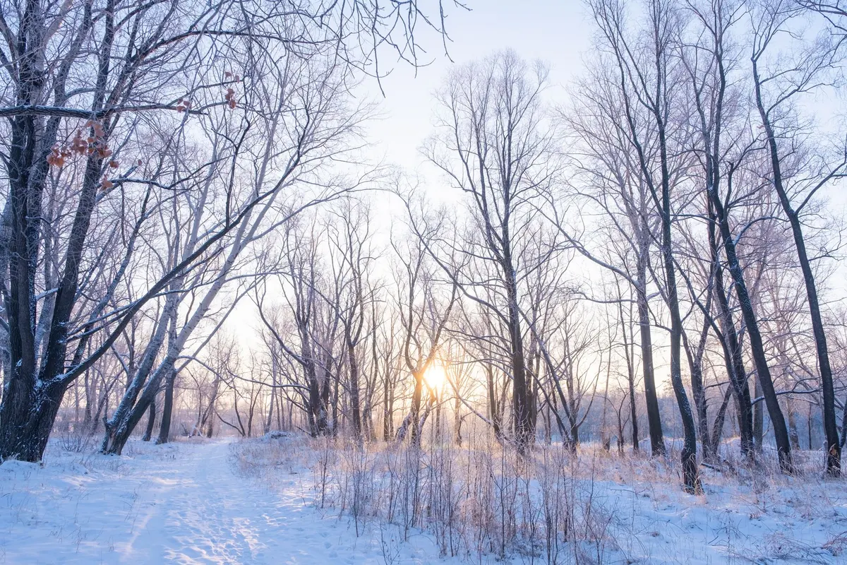Winter Nature Photography: How to Protect Gear and Capture Frost and Snow